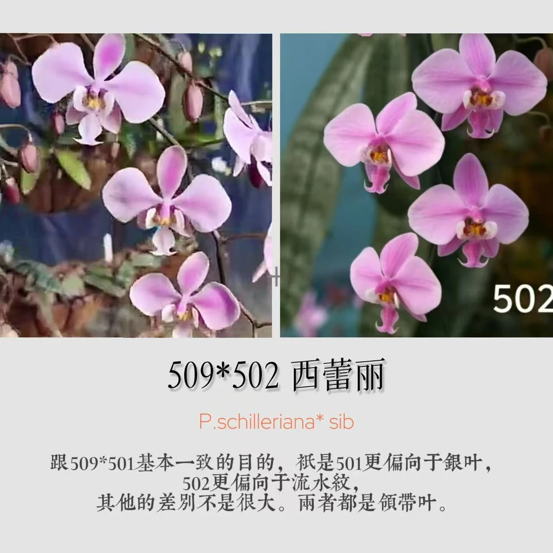 陈十三原生种5系列蝴蝶兰西雷利小花丰花型香味好佛山基地发货
