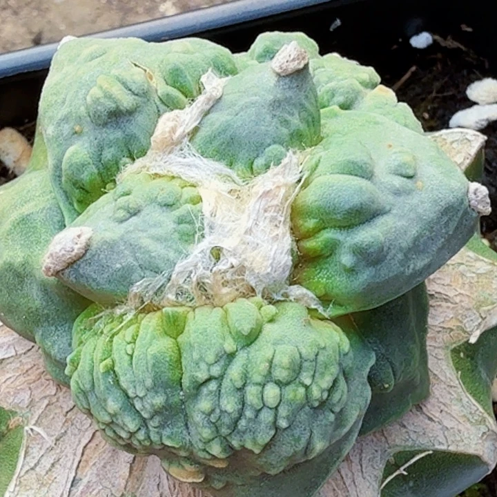 无花朵苗接大尤怒涛181