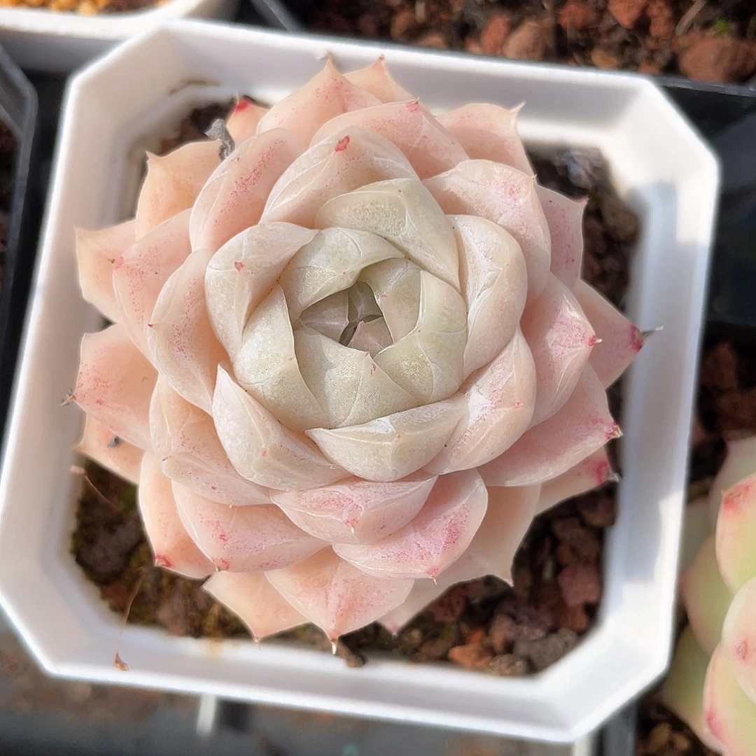 优选77号女王8194