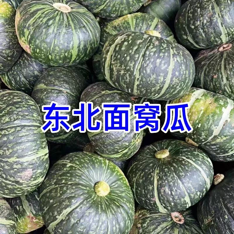 东北黑龙江黑土地窝瓜