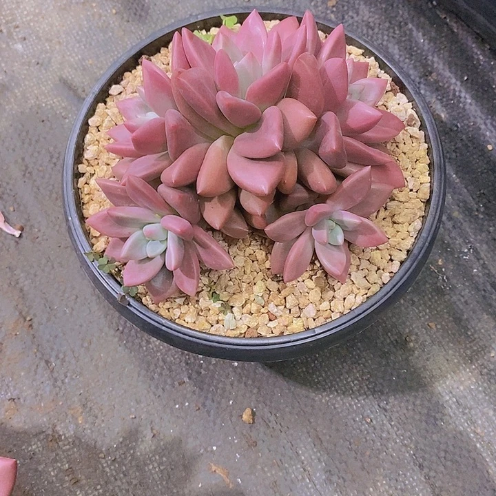 爱***妍知音大群多肉植物