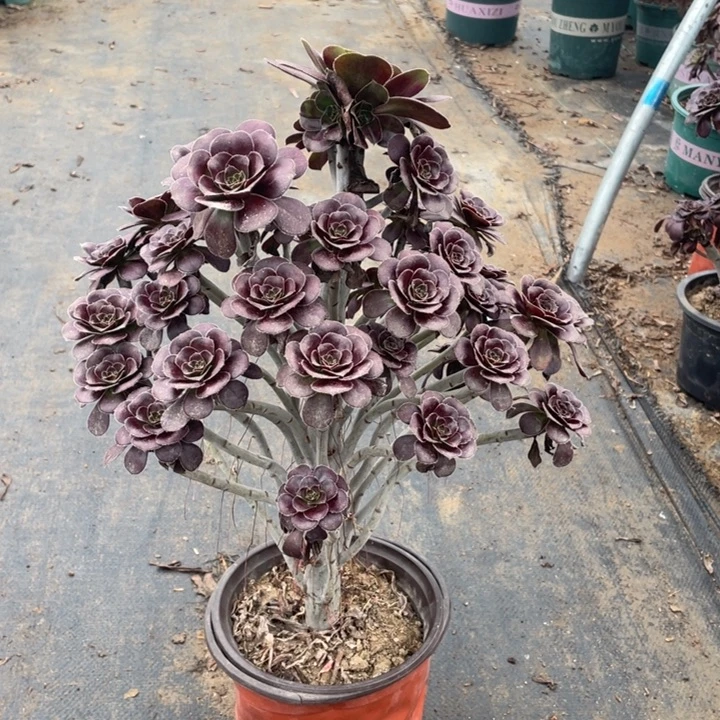 3圆叶黑法师的多肉