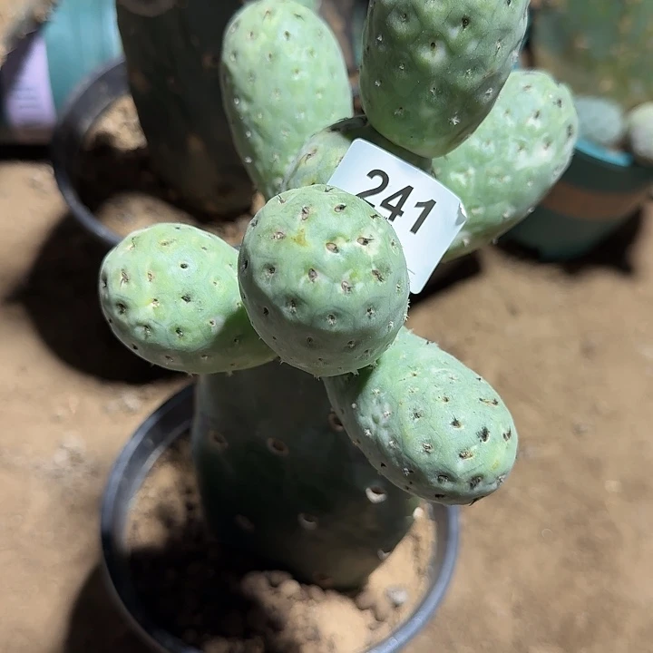 碧***槟福利绿皮月球坑241