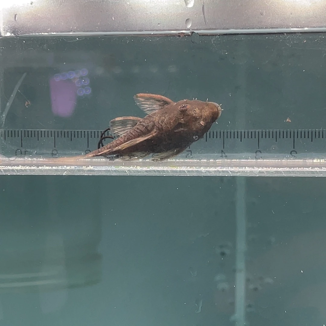 海水鱼4-5公分刀锋