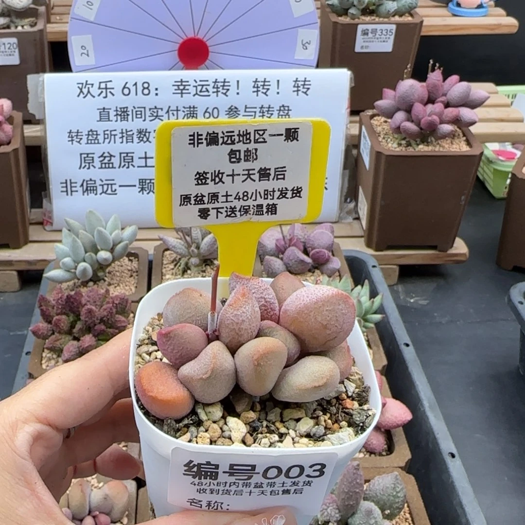 003甜心多肉植物