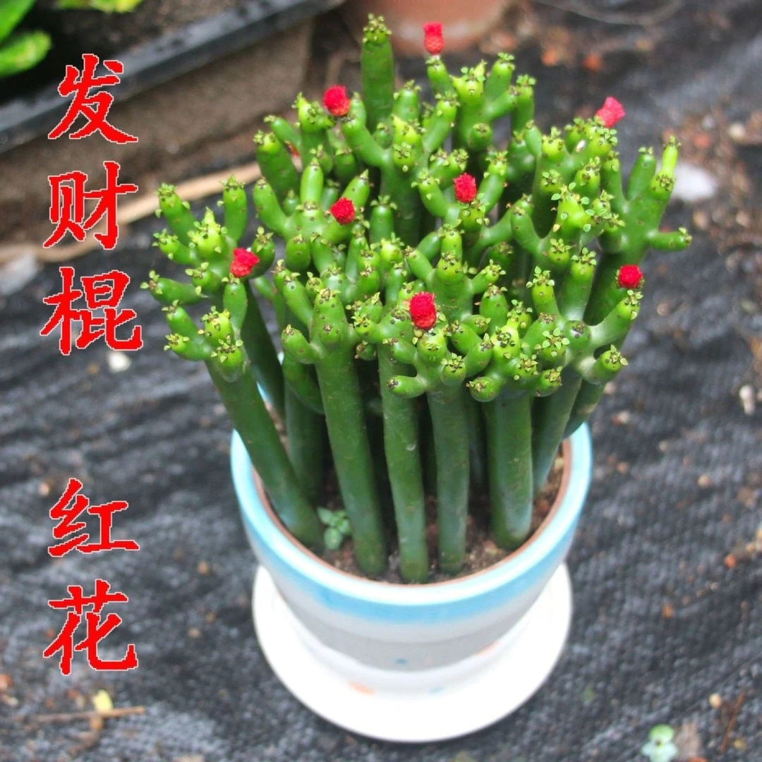 【30天热销930件】招财植物发财棍多肉珊瑚棒绿植花卉盆栽室内办