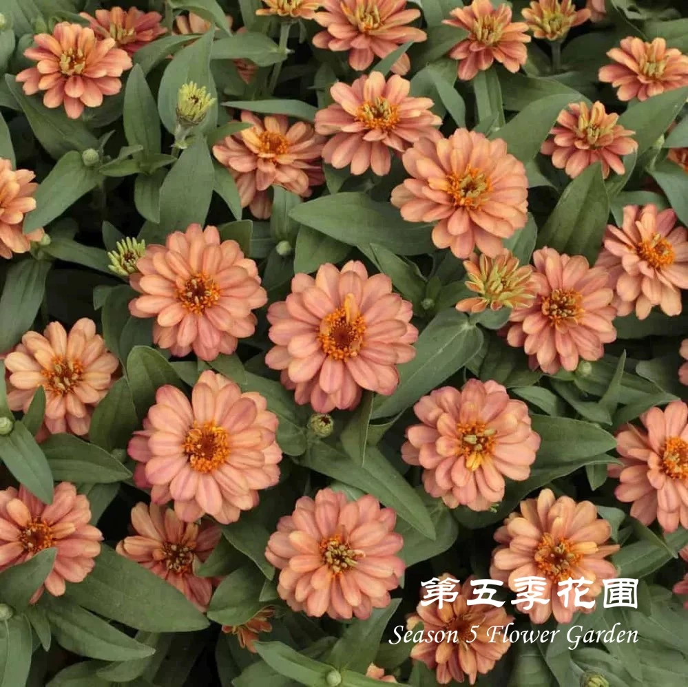 第五季花圃 矮生百日草 耐热夏秋开花植物 庭院花镜阳台盆栽花苗