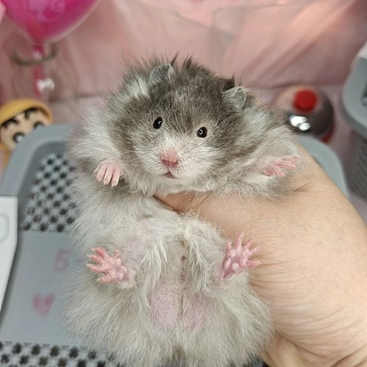 5-4直毛黑波弟弟5.26