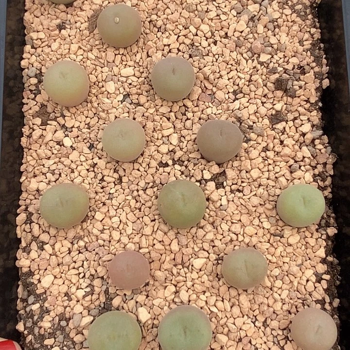 桃喜花园0125-21空卡佛福利