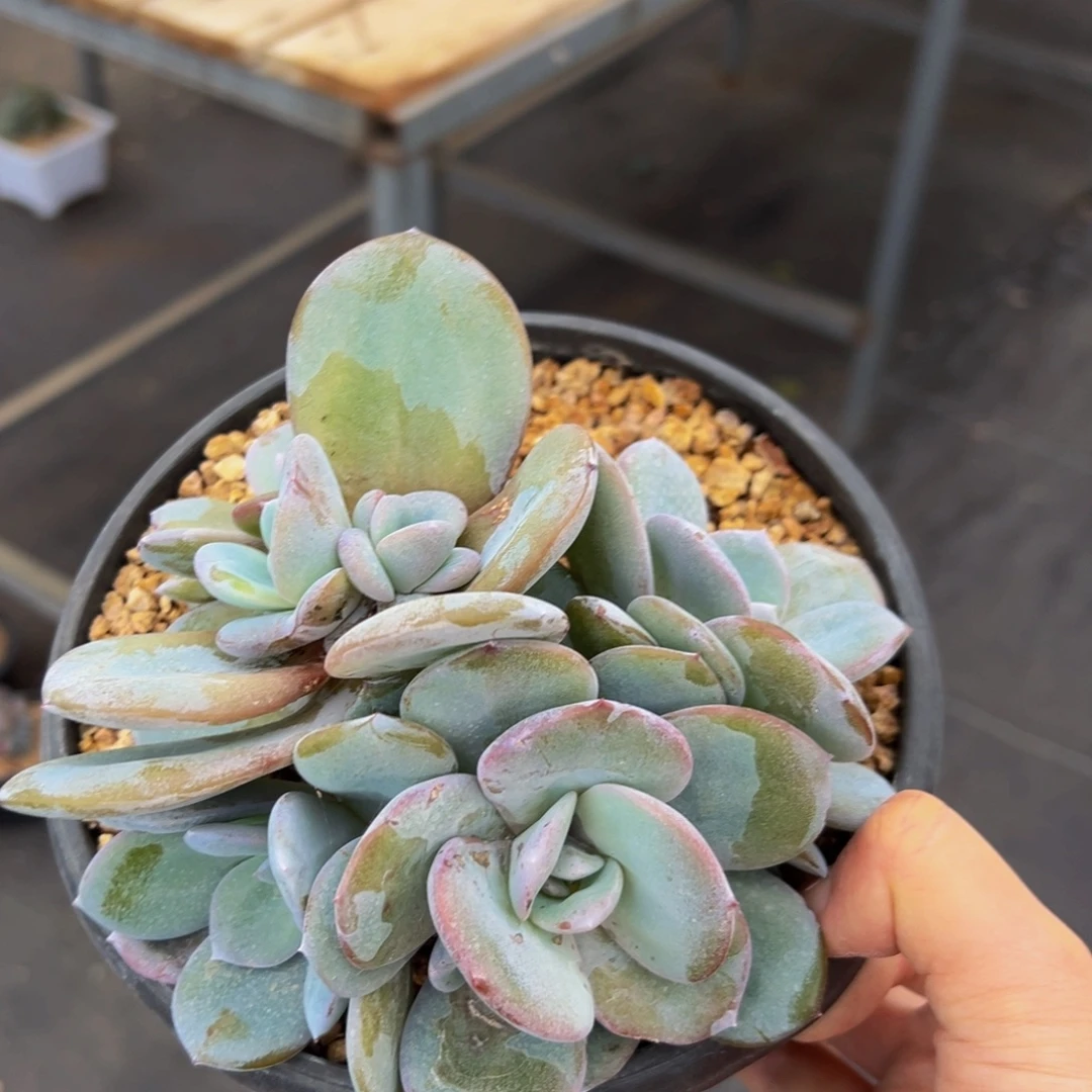 新年快乐 新年快乐 新年快乐