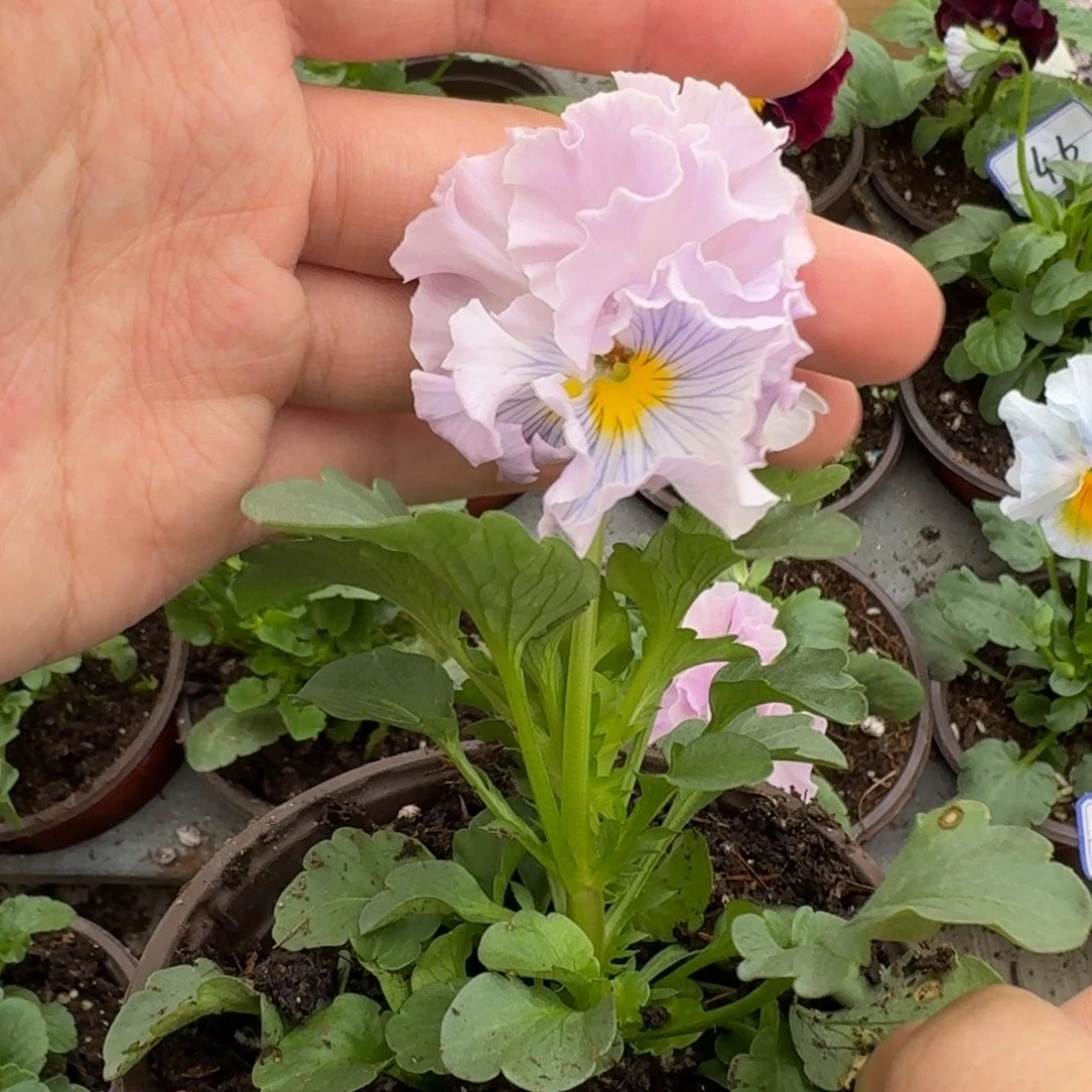 完全开放皱边角堇30