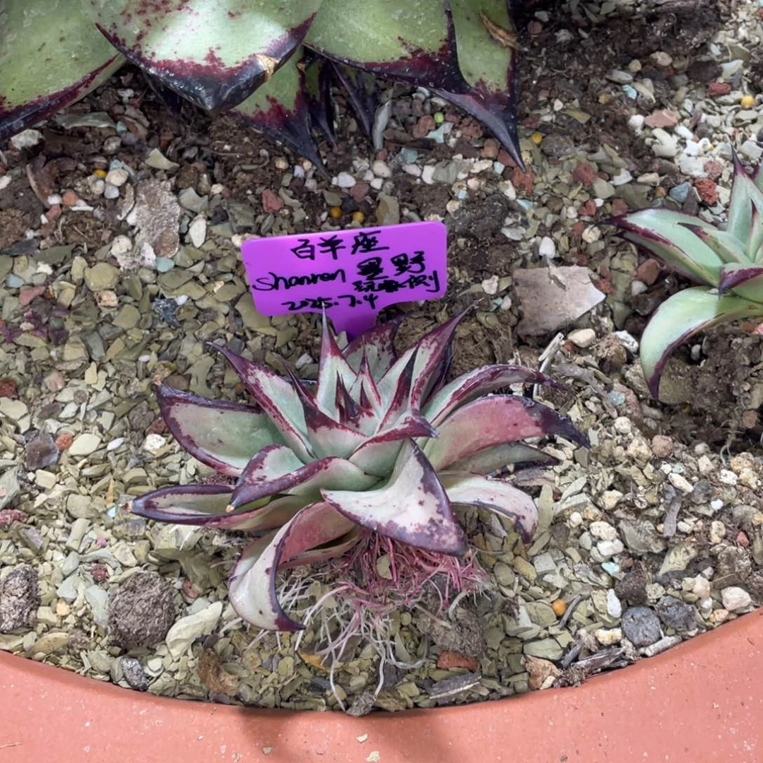 白***座多肉植物，山人园艺