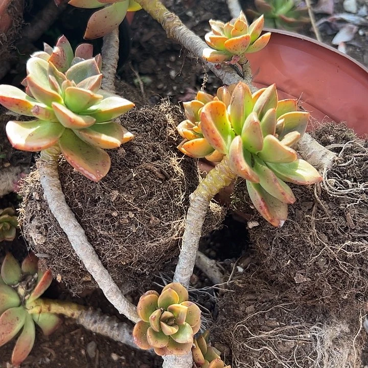 无花朵紫*巧克力9颗