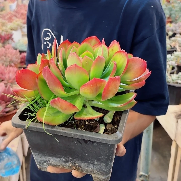 醉红颜群生整装多肉