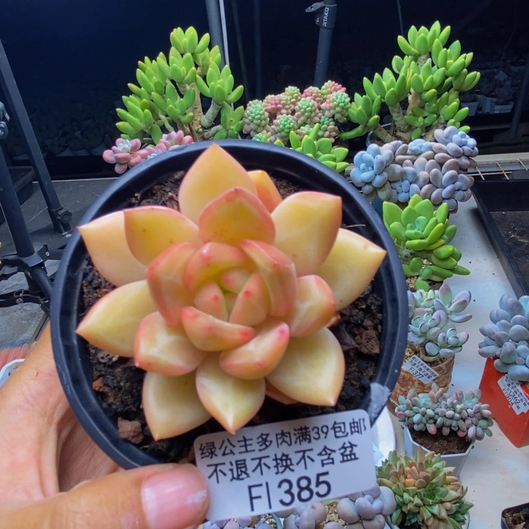385白夜香槟多肉6cm