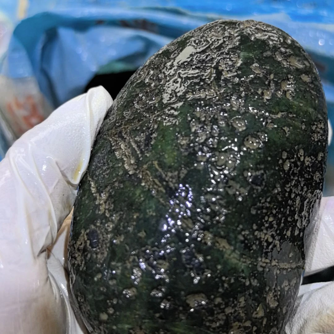 活***曹木藏玉药王石原石一个