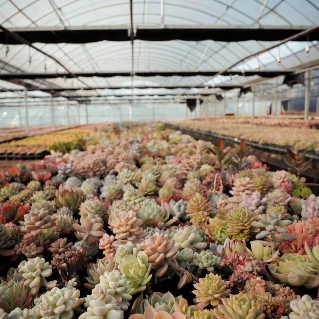 一土花园一物一拍56