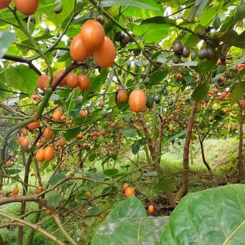 云南特产大树番茄苗子四季可种绿植阳台盆栽