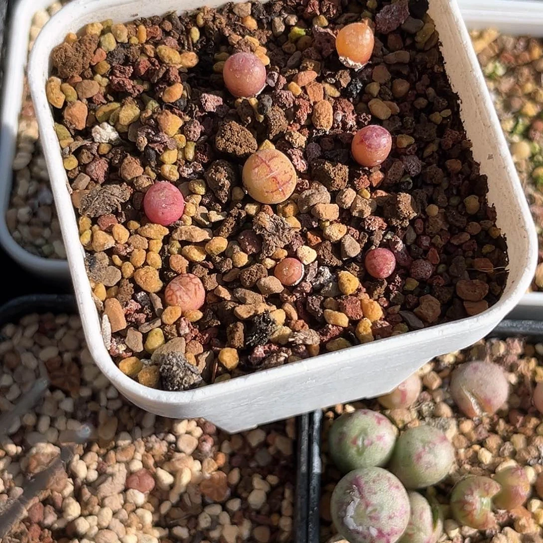 多肉植物满58包邮