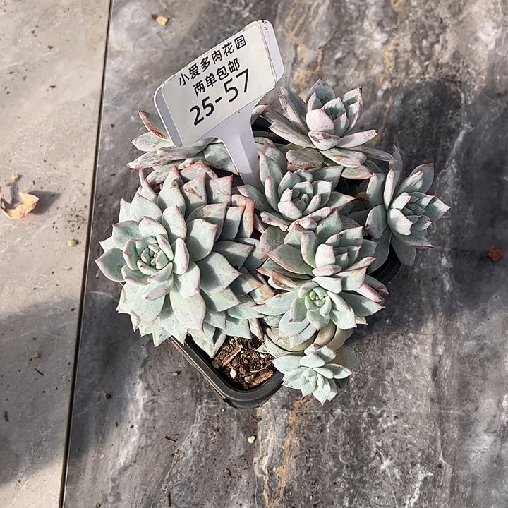 多肉植物组合盆栽57