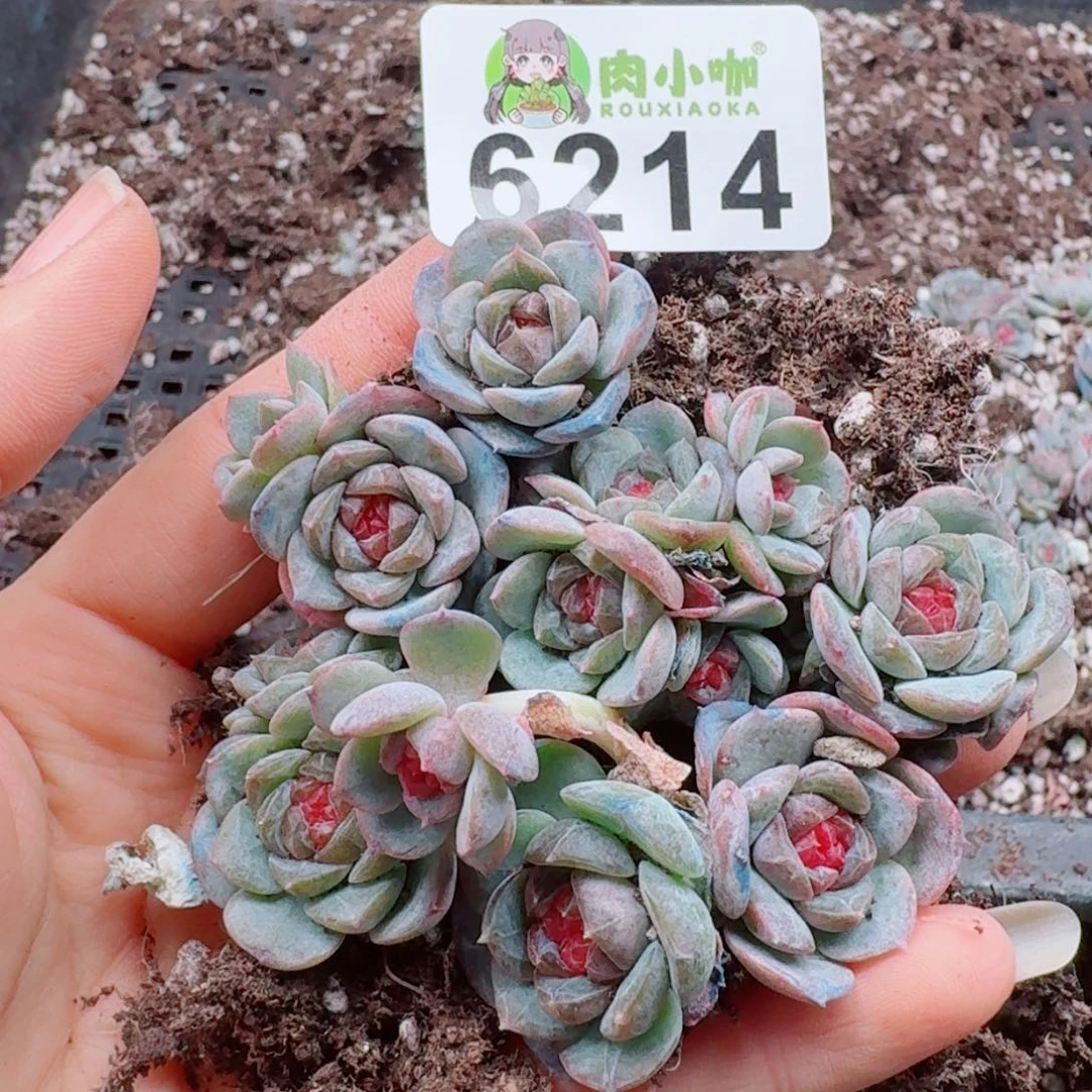 多肉植物多肉植物