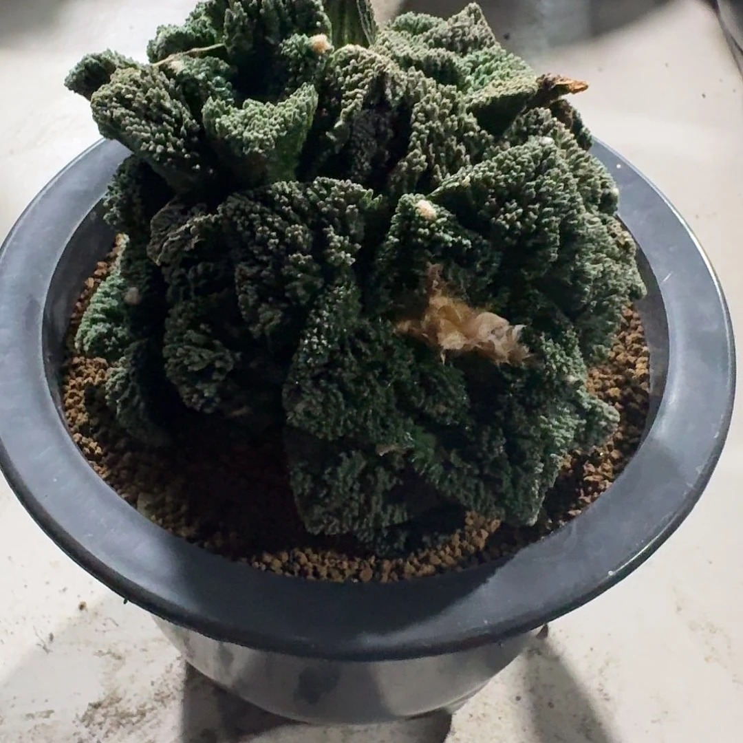 奇***伦自根哥斯拉群牡丹