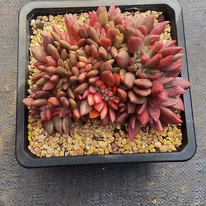 友***烧寄养多肉植物寄养