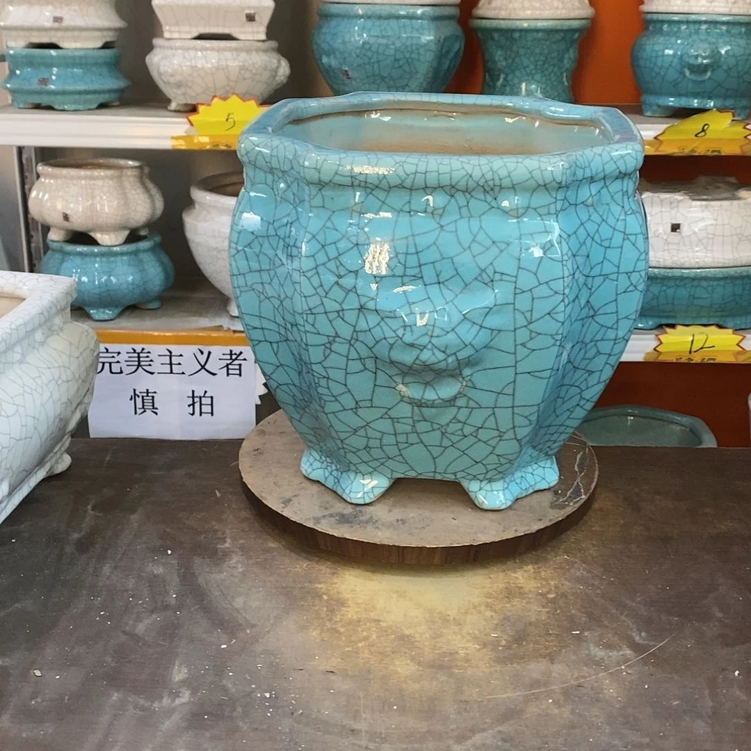 自****断花盆里的小猫咪