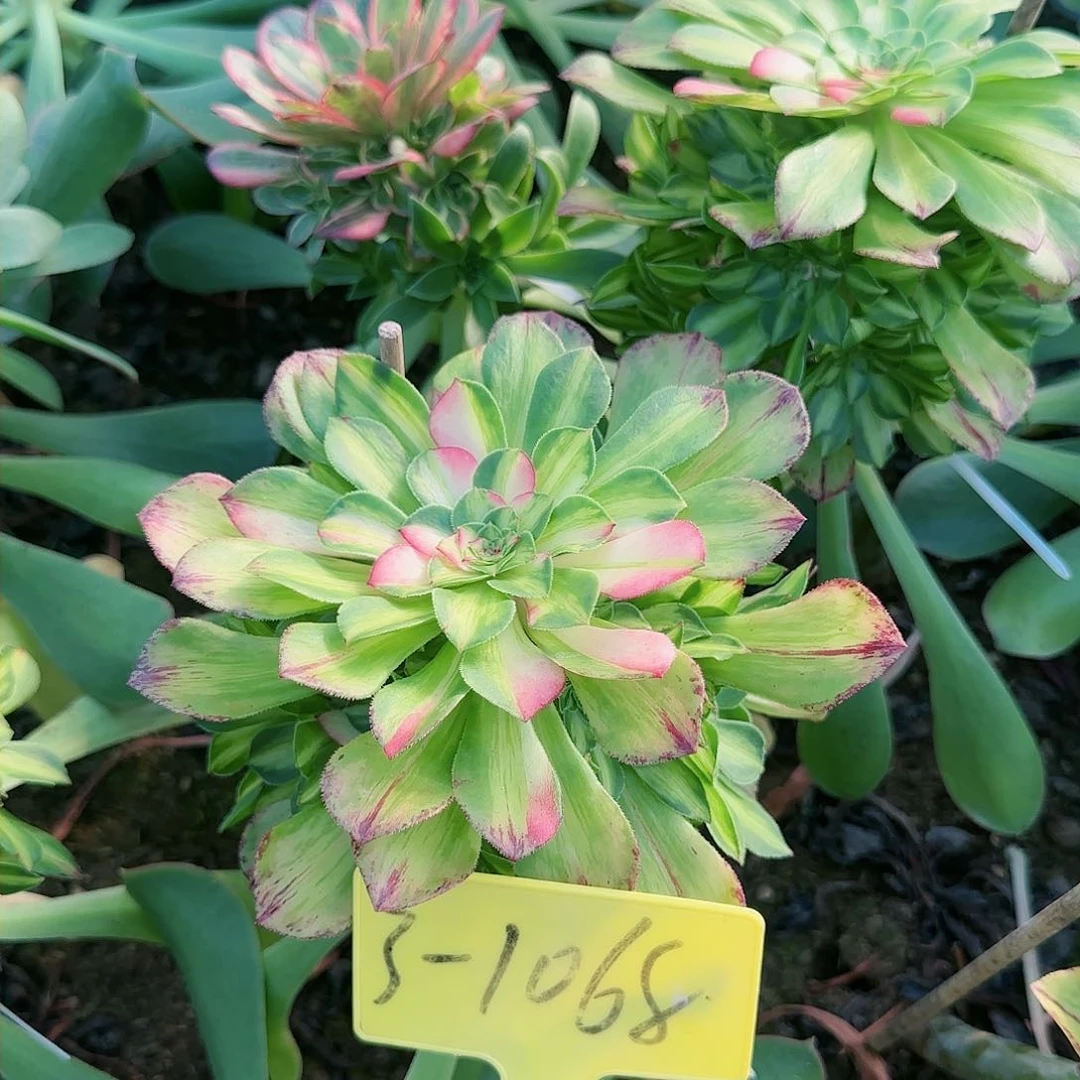 3-1068---多头多肉植物知否