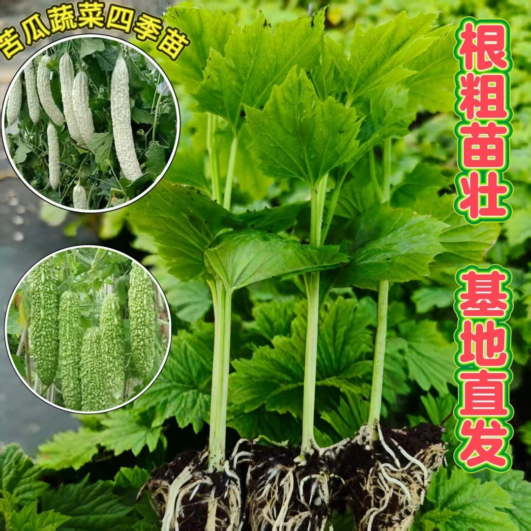苦瓜苗翡翠苦瓜苗肉苦瓜苗白苦瓜苗长绿苦瓜苗阳台庭院大田种植