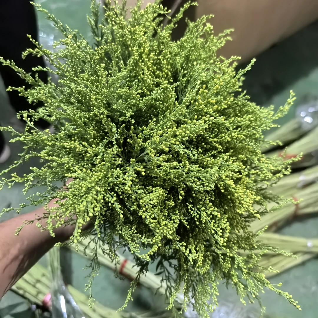 刚刚采收的黄英配草