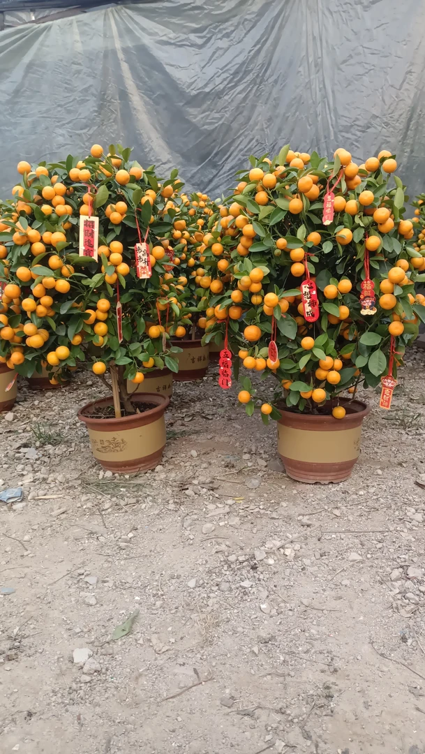 一物一拍四季桔盆栽年宵花果树室内外客厅绿植新年橘子大盆栽一盆