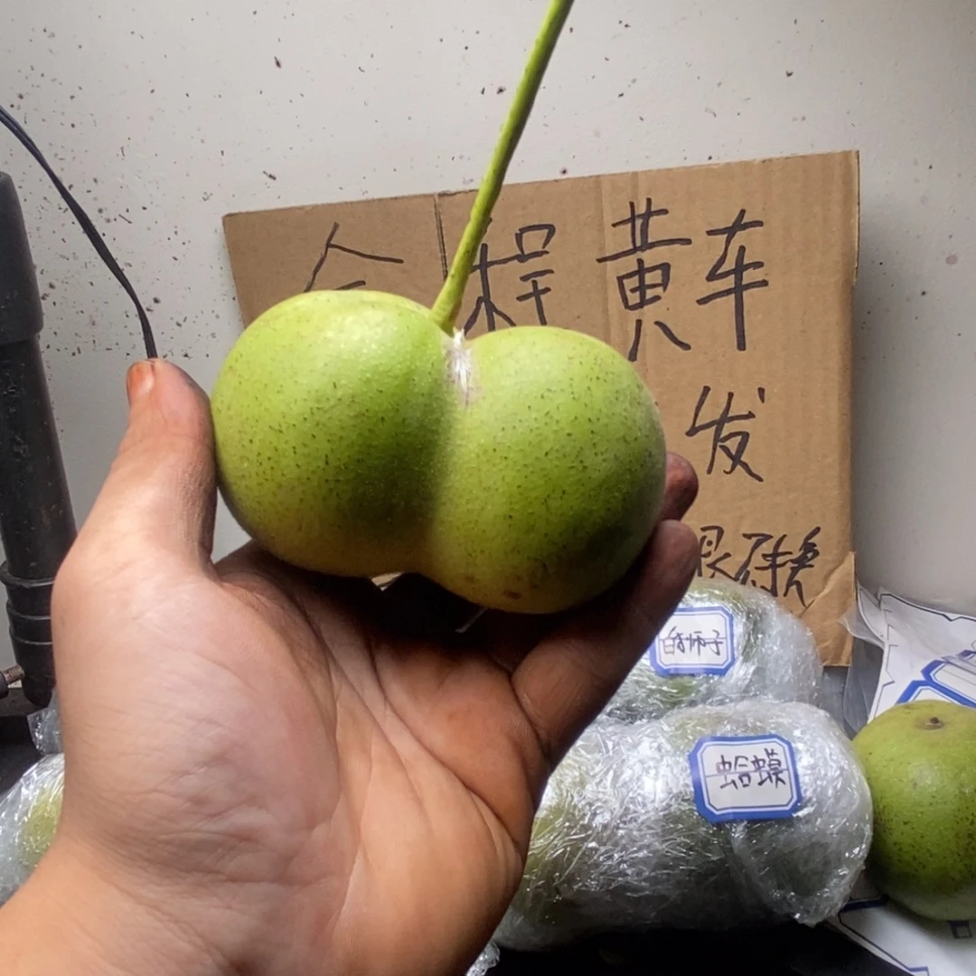 Zjc品质保证半臂69