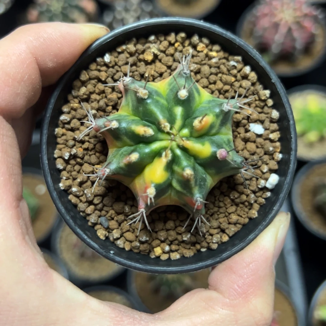 米哈锦侧芽自根带盆土发货4