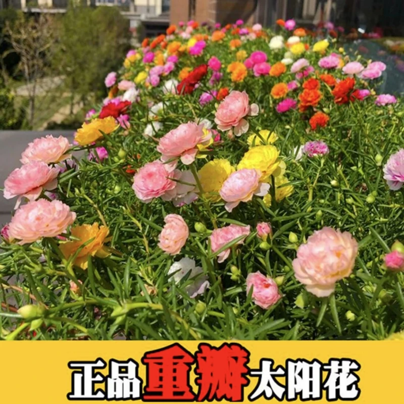 七色混色重瓣太阳花种子混色易活阳台庭院四季种植花盆小院易种植
