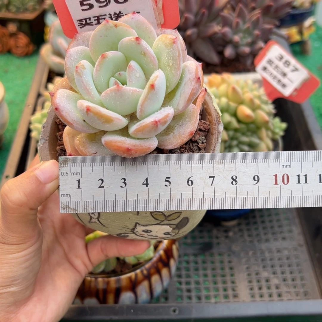 表妹精品多肉植物596.