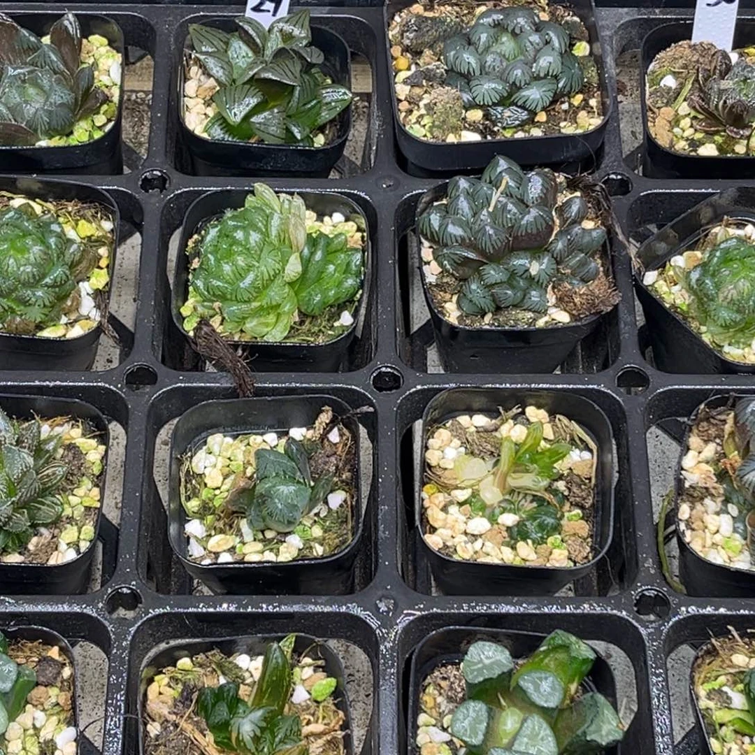 29 脱土包邮8颗福利