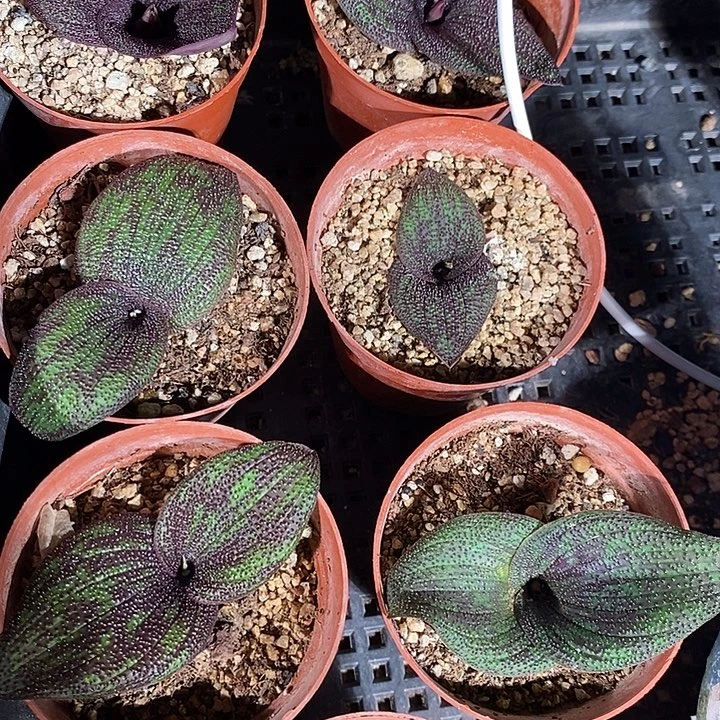 紫镜一颗。  买二送一。