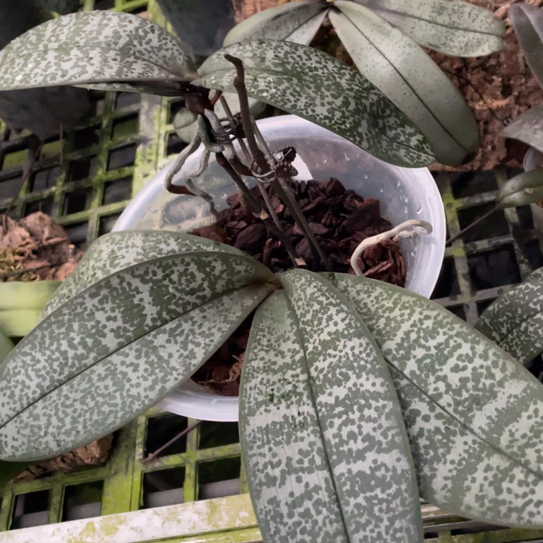 当前无花栽培后可以开花8寸粉墩墩西雷利