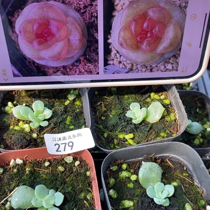 标279星辰一个量拍