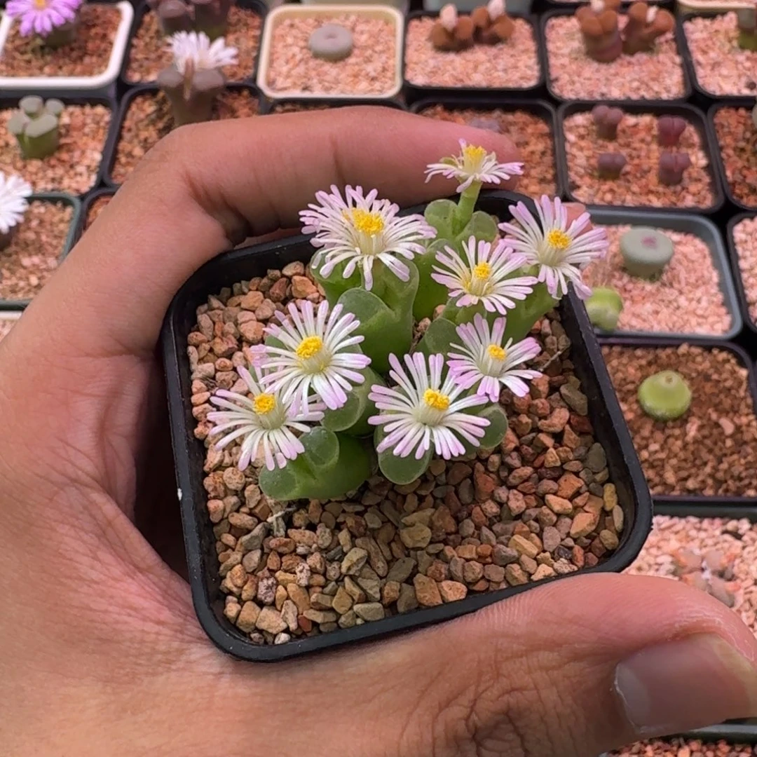 云缦精品番杏4.4粉佛肚11头