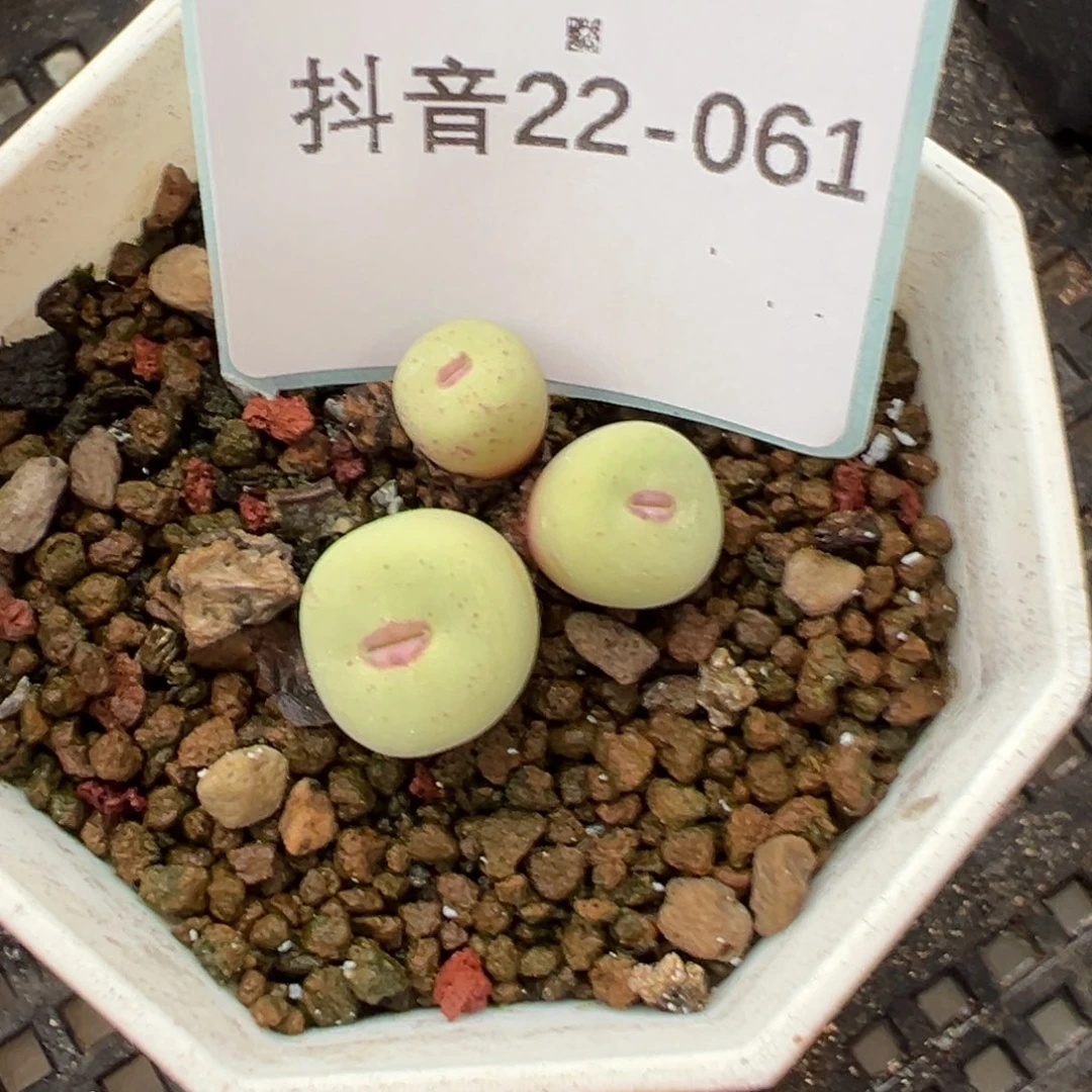 22-61红嘴多肉植物，