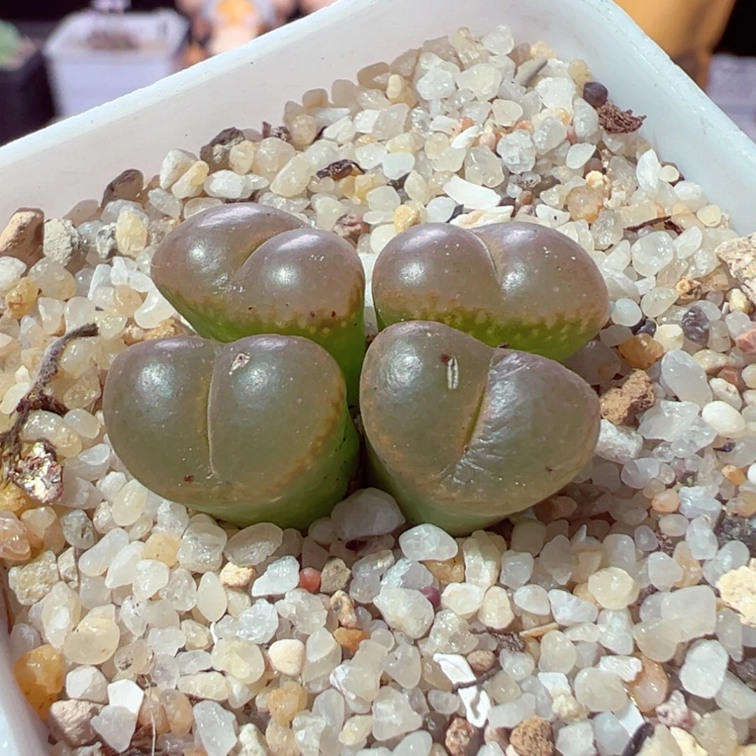 916-507多肉多肉流苏