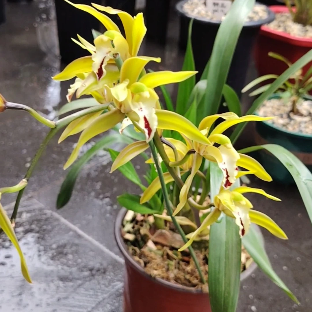 云南虎头保山兰，品种稀少，观赏性高