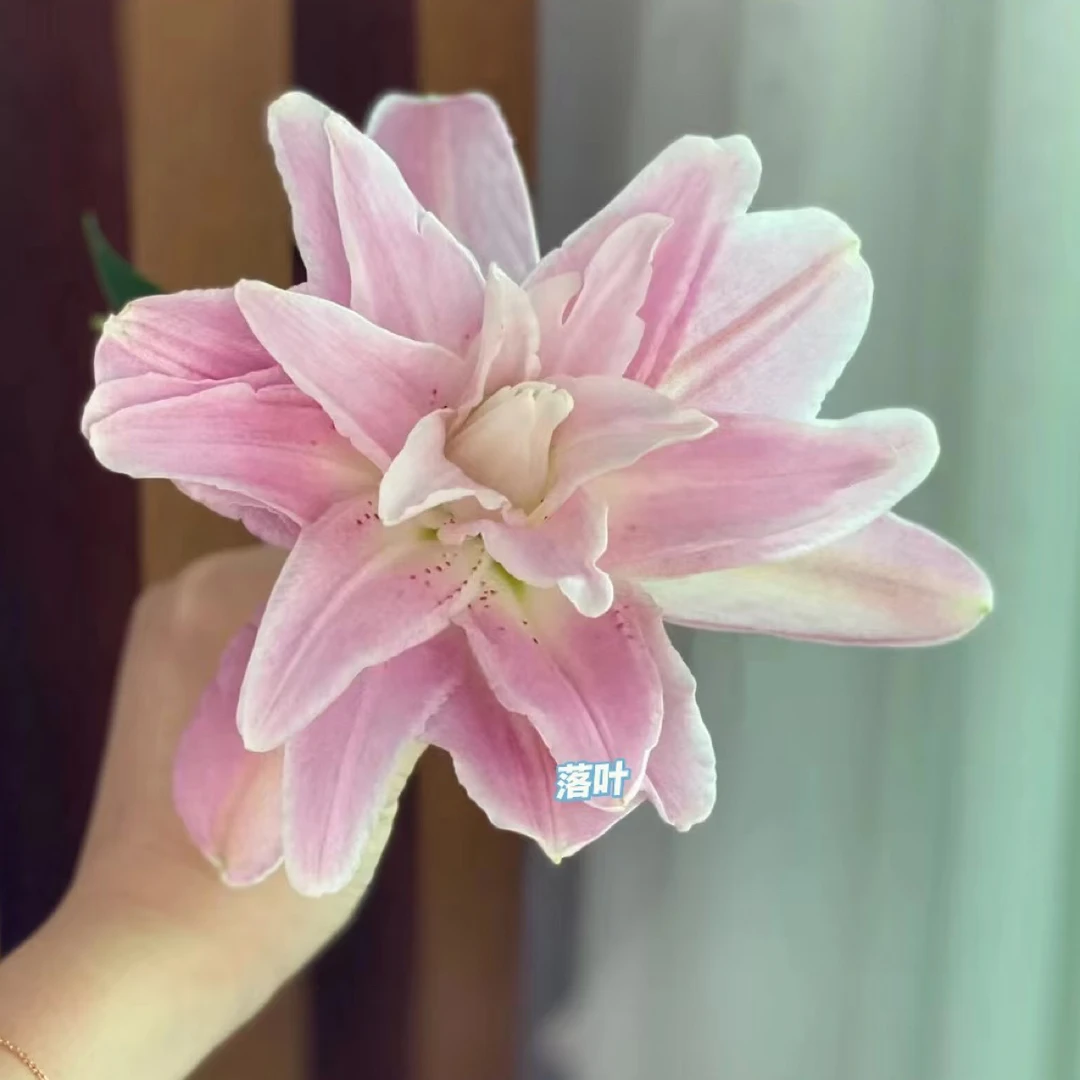 12号莲花一号百合多头，我要买我不售后
