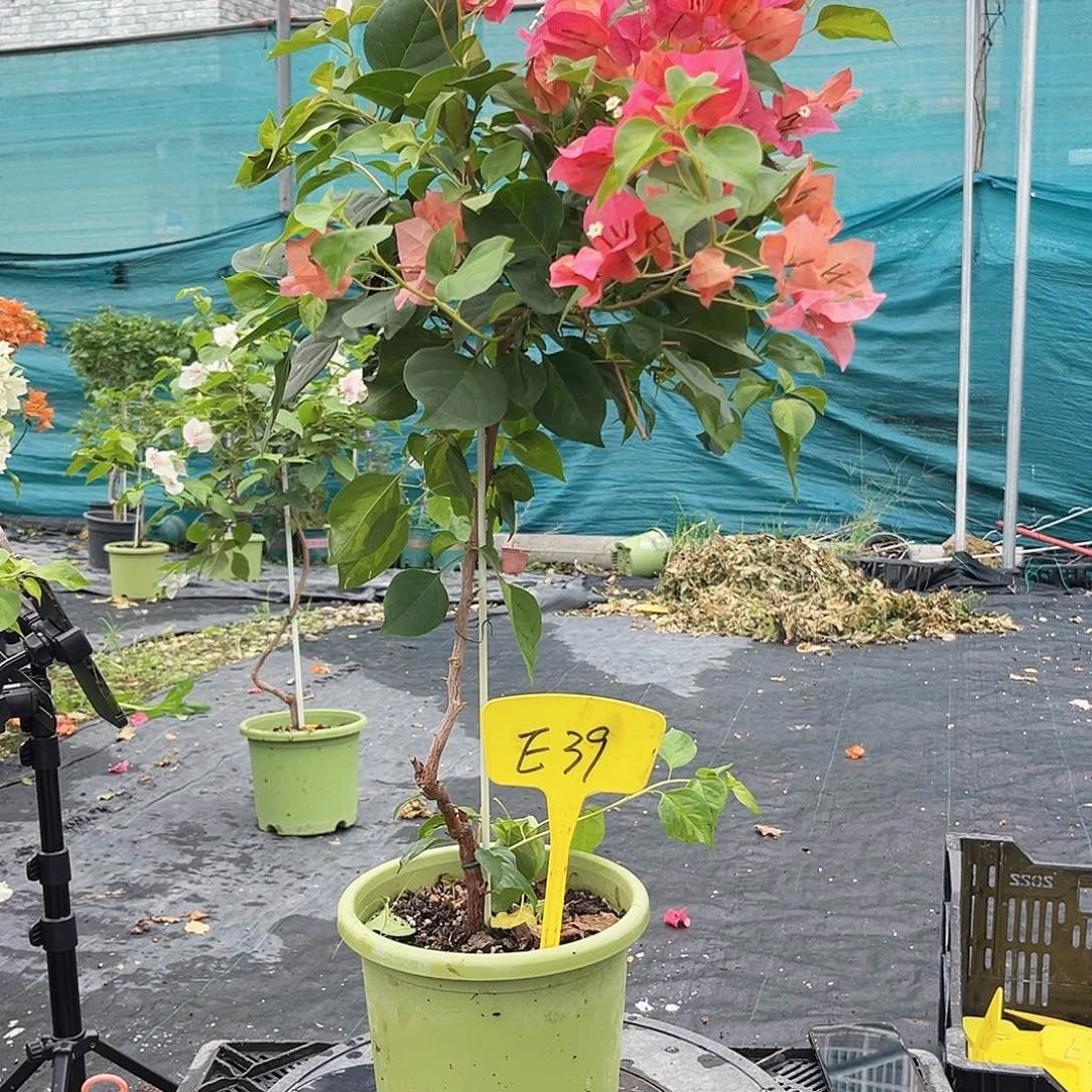 筱***丽大部分开放少量花苞E39暗夕