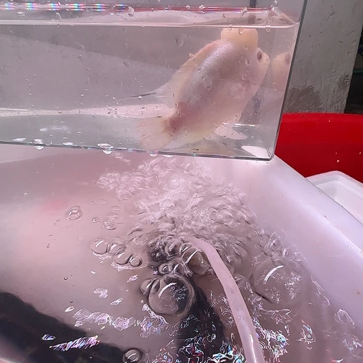 玩***猪罗汉鱼啊啊啊啊啊啊啊