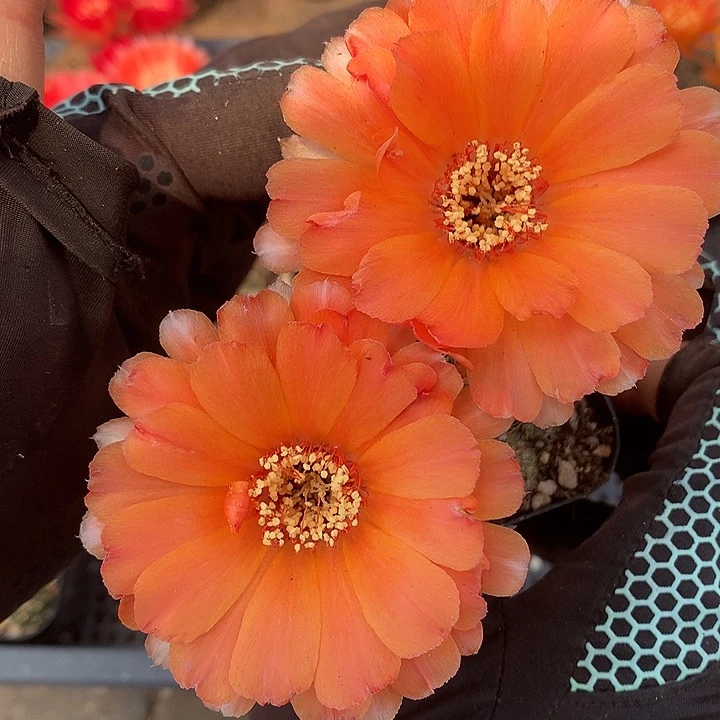 137 实生丽花6.5厘米盆 球体缺水