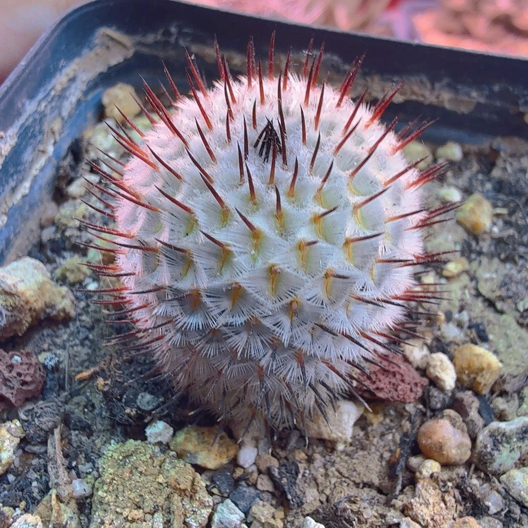 直刺佩雷多肉植物