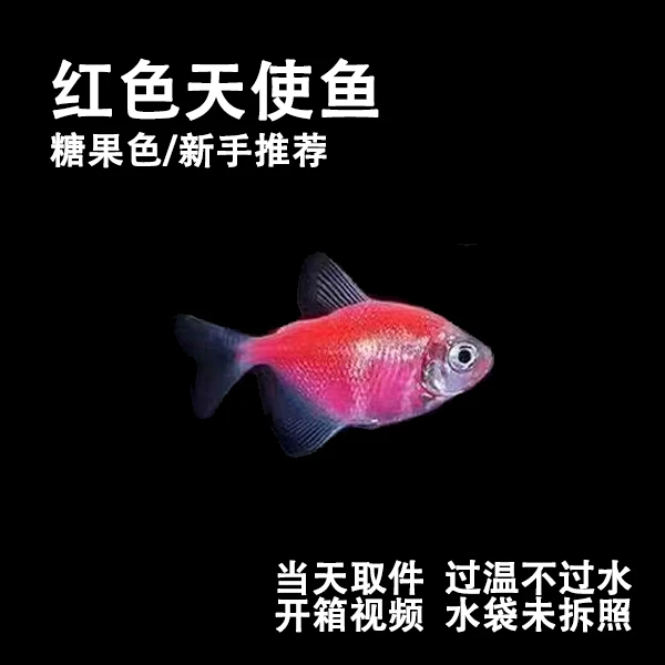 【红色天使鱼】七彩天使活体观赏鱼好养易活淡水小型冷水群游鱼苗